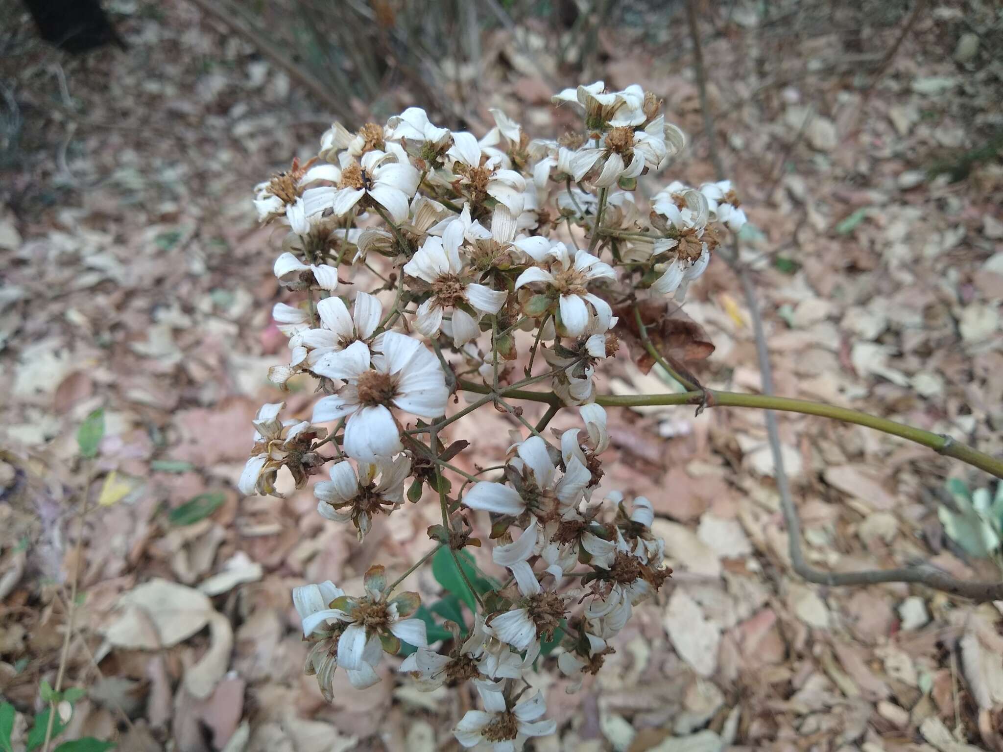 Image of <i>Rumfordia <i>floribunda</i></i> var. floribunda