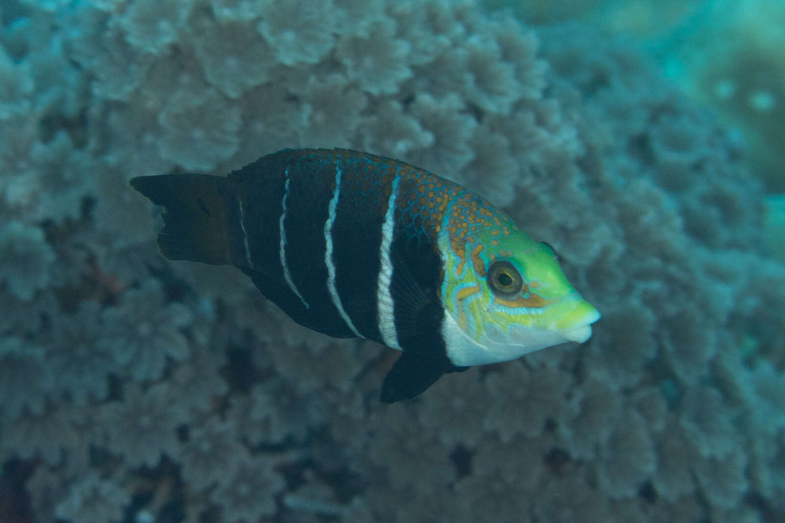 Imagem de Hemigymnus