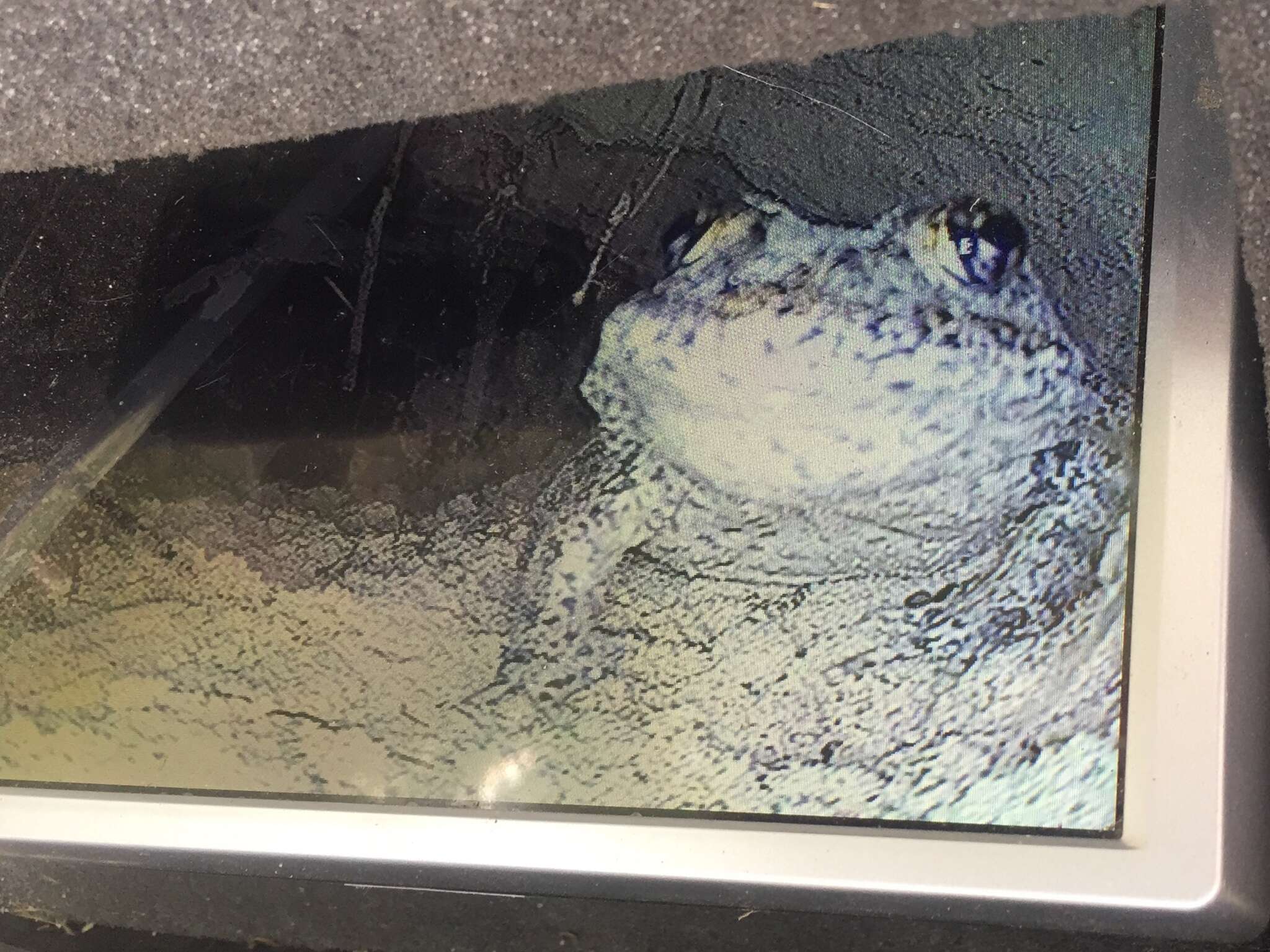 Image of Gopher Frog