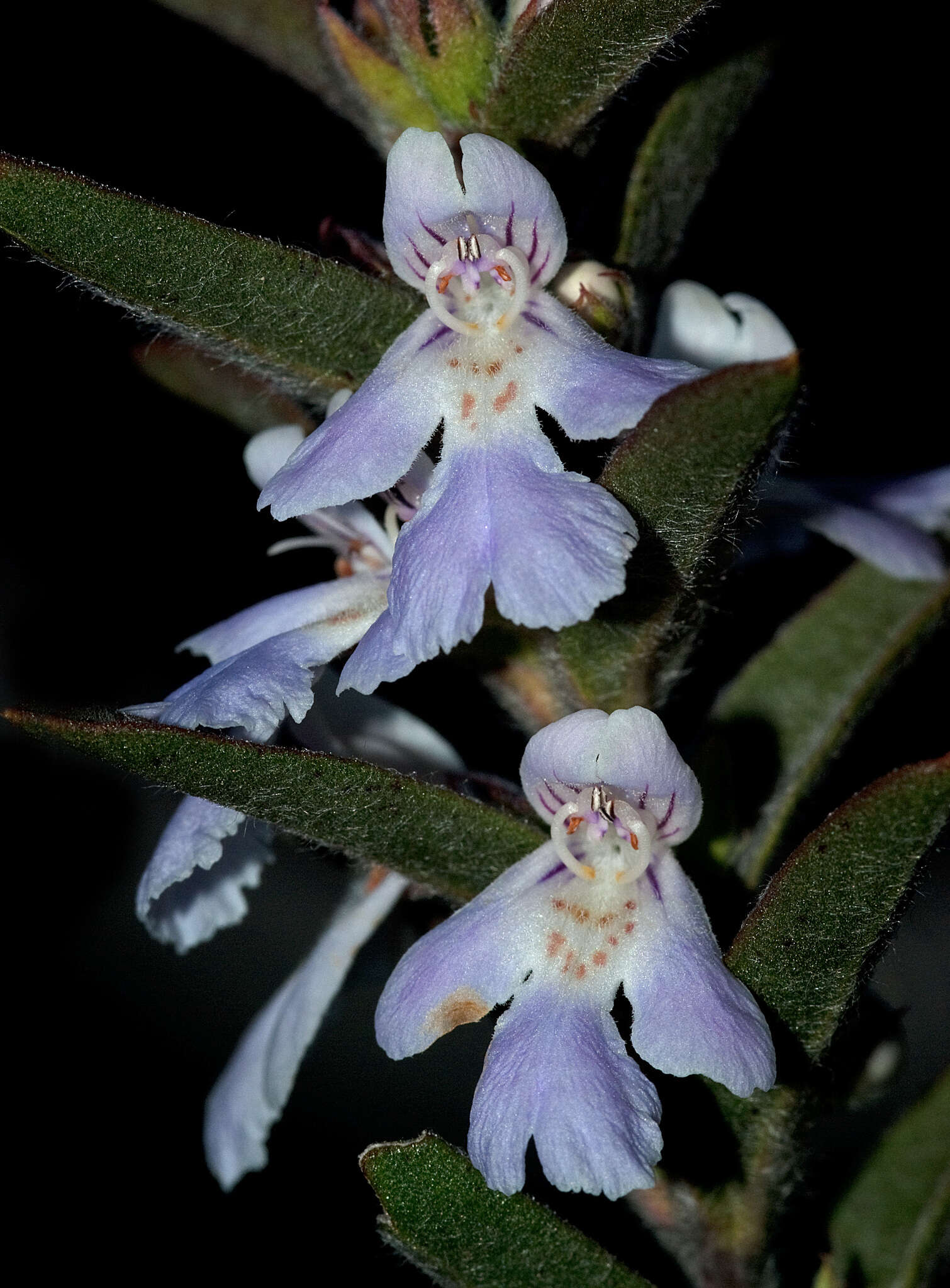 Image of Hemigenia sericea Benth.