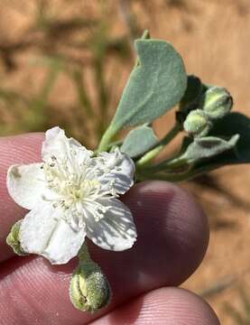 Imagem de Tribulocarpus dimorphanthus (Pax) S. Moore