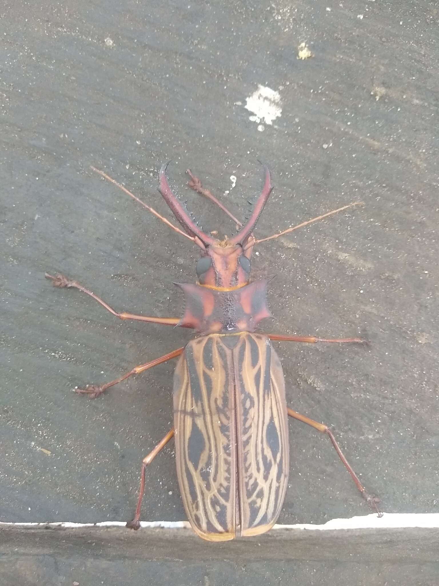 Image of Long-horned beetle