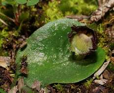 Image of Tiny helmet orchid