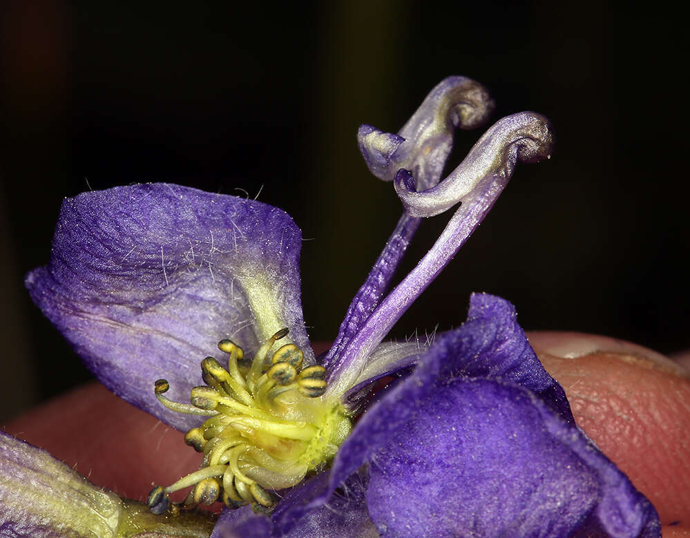 Sivun Aconitum columbianum subsp. columbianum kuva