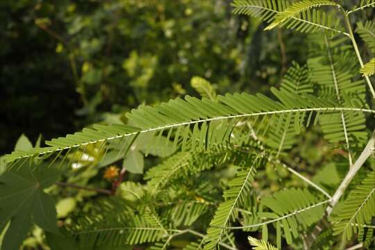 Imagem de Sesbania bispinosa (Jacq.) W. Wight