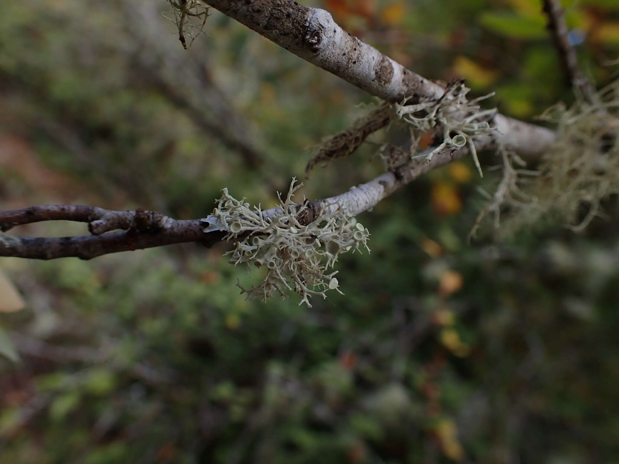 Imagem de Ramalina dilacerata (Hoffm.) Hoffm.