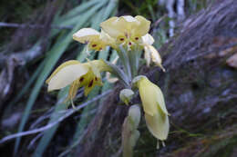 Image de Gladiolus buckerveldii (L. Bolus) Goldblatt