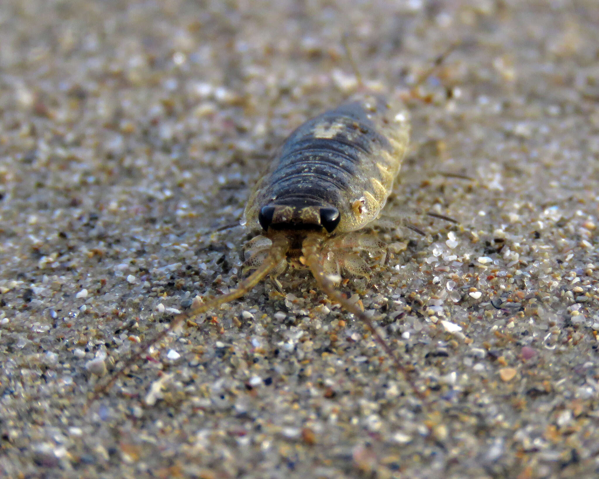 Ligia australiensis (Dana 1853) resmi