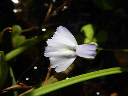 Image of Utricularia tubulata F. Muell.
