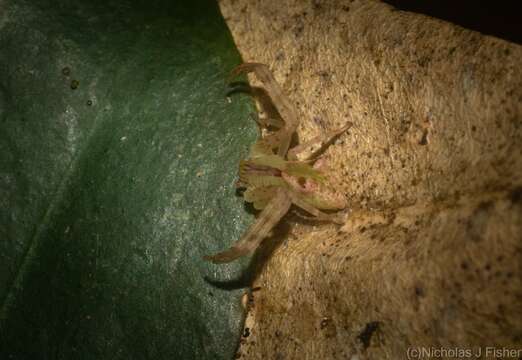 Image of Red-tipped Crab Spider