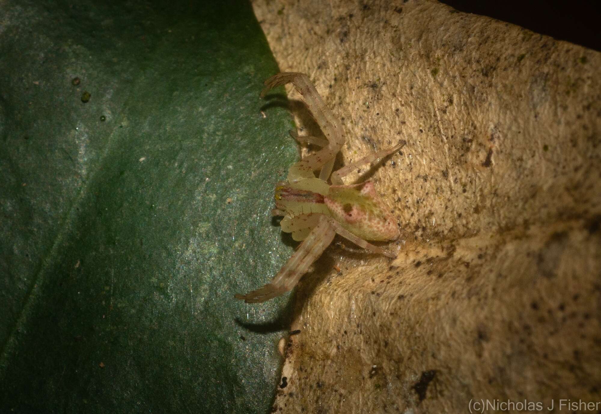 Sivun Sidymella rubrosignata (L. Koch 1874) kuva