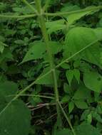 Image of Salvia herbacea Benth.