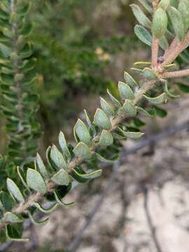 Image of Grevillea buxifolia subsp. buxifolia