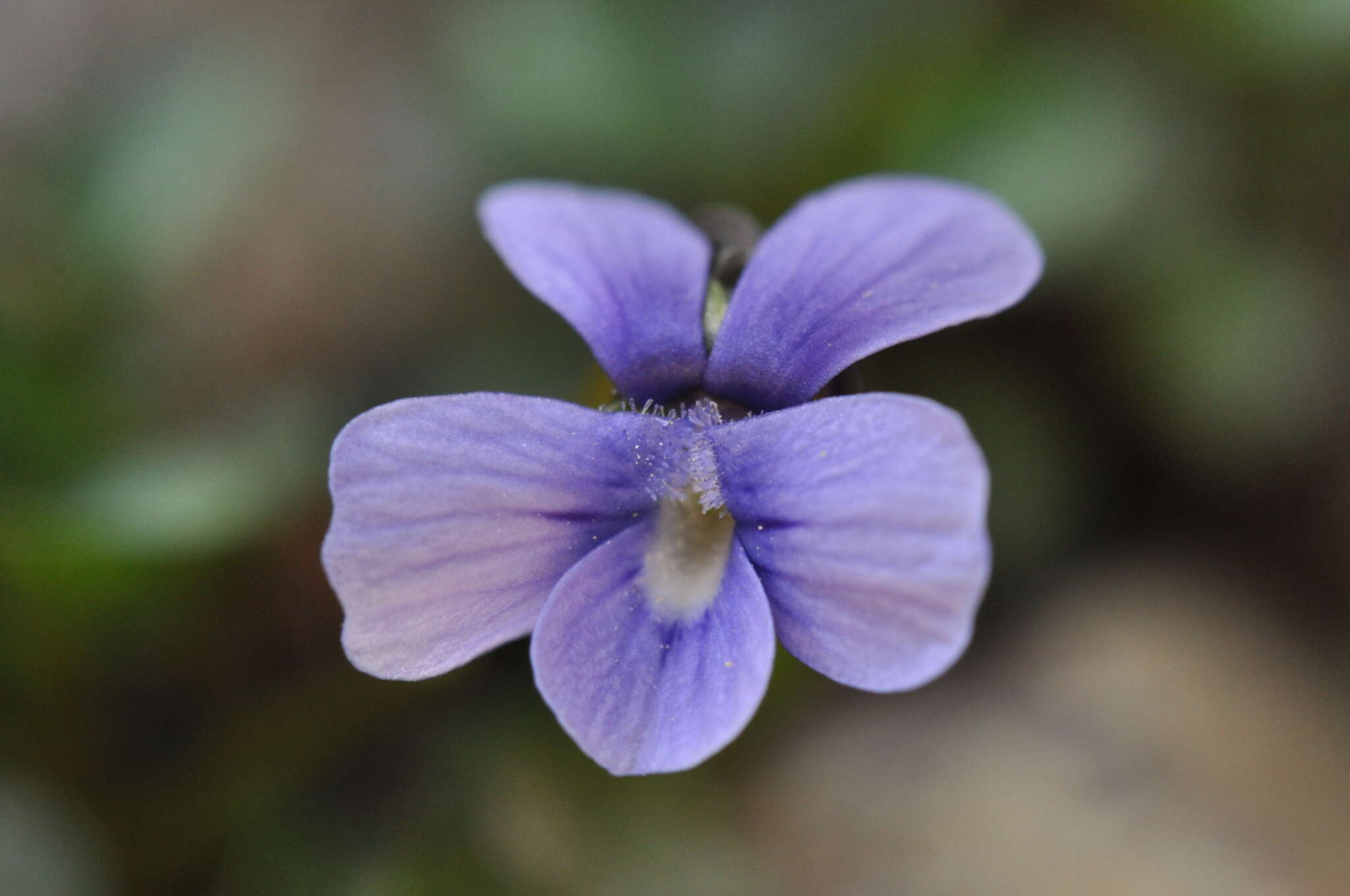 Image of Viola argenteria B. Moraldo & G. Forneris