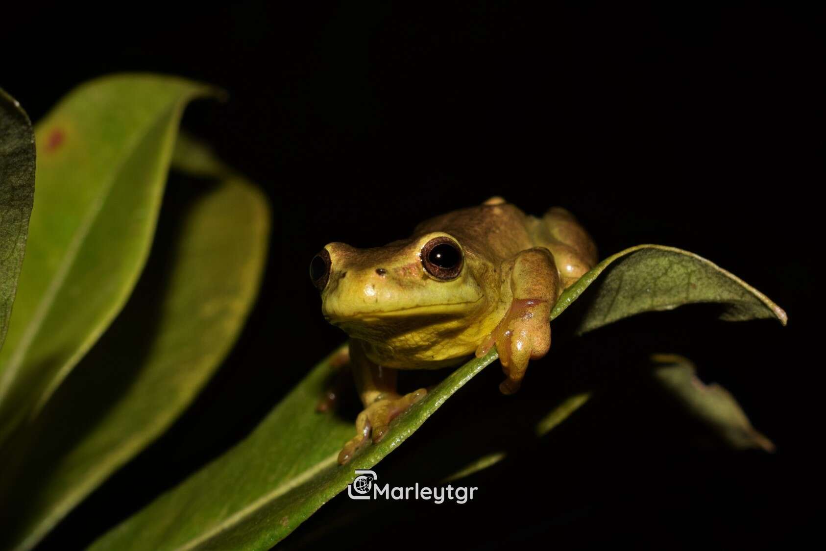 Image of Dendropsophus bogerti (Cochran & Goin 1970)