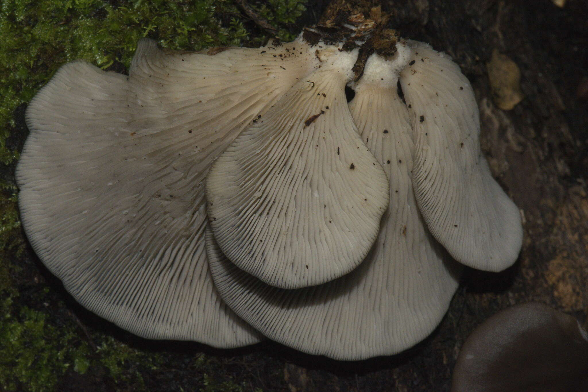 Image of Pleurotus purpureo-olivaceus (G. Stev.) Segedin, P. K. Buchanan & J. P. Wilkie 1995