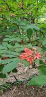 صورة Rhododendron prunifolium (Small) Millais