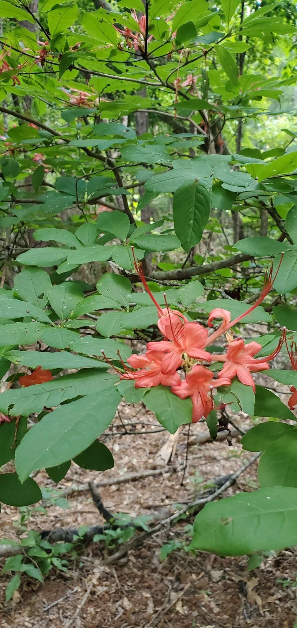 صورة Rhododendron prunifolium (Small) Millais