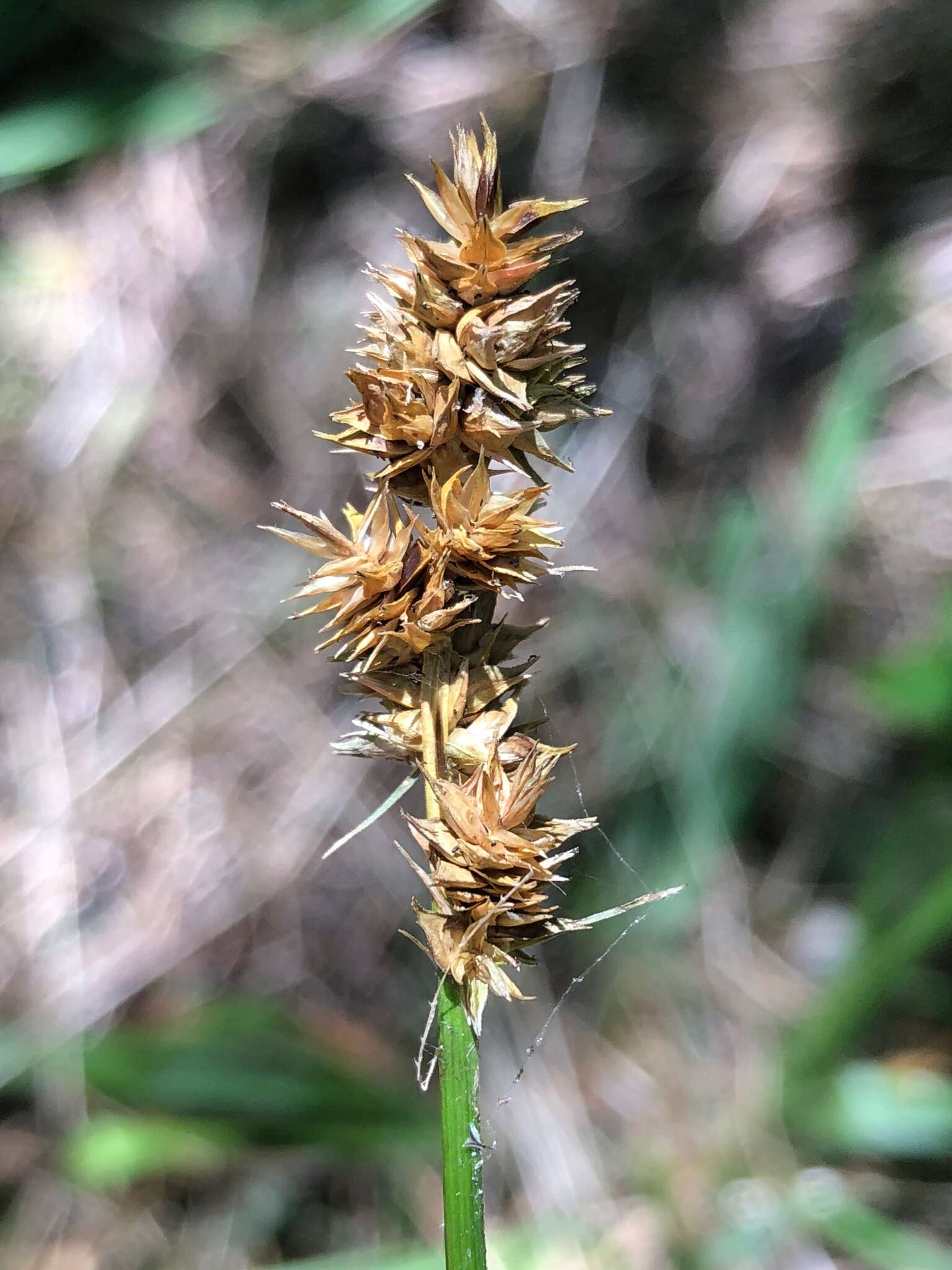 Image of glomerate sedge