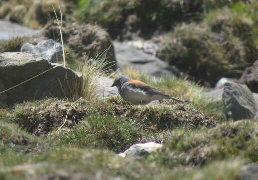 Image of Red-backed Sierra Finch