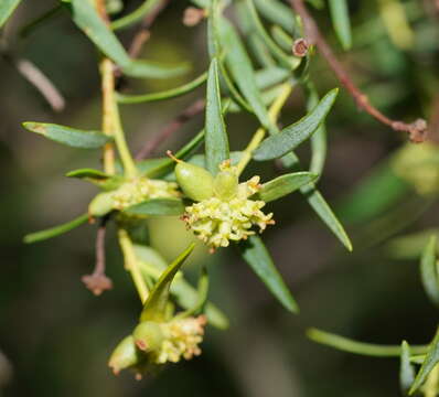 Image of Pimelea microcephala subsp. microcephala