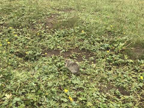 Image of Caucasian Mountain Ground Squirrel