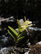 Image of Epidendrum pseudodifforme Hoehne & Schltr.