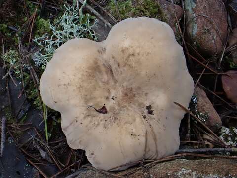 Image of Lactarius azonites (Bull.) Fr. 1838