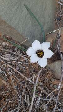 Image of Romulea atrandra var. atrandra