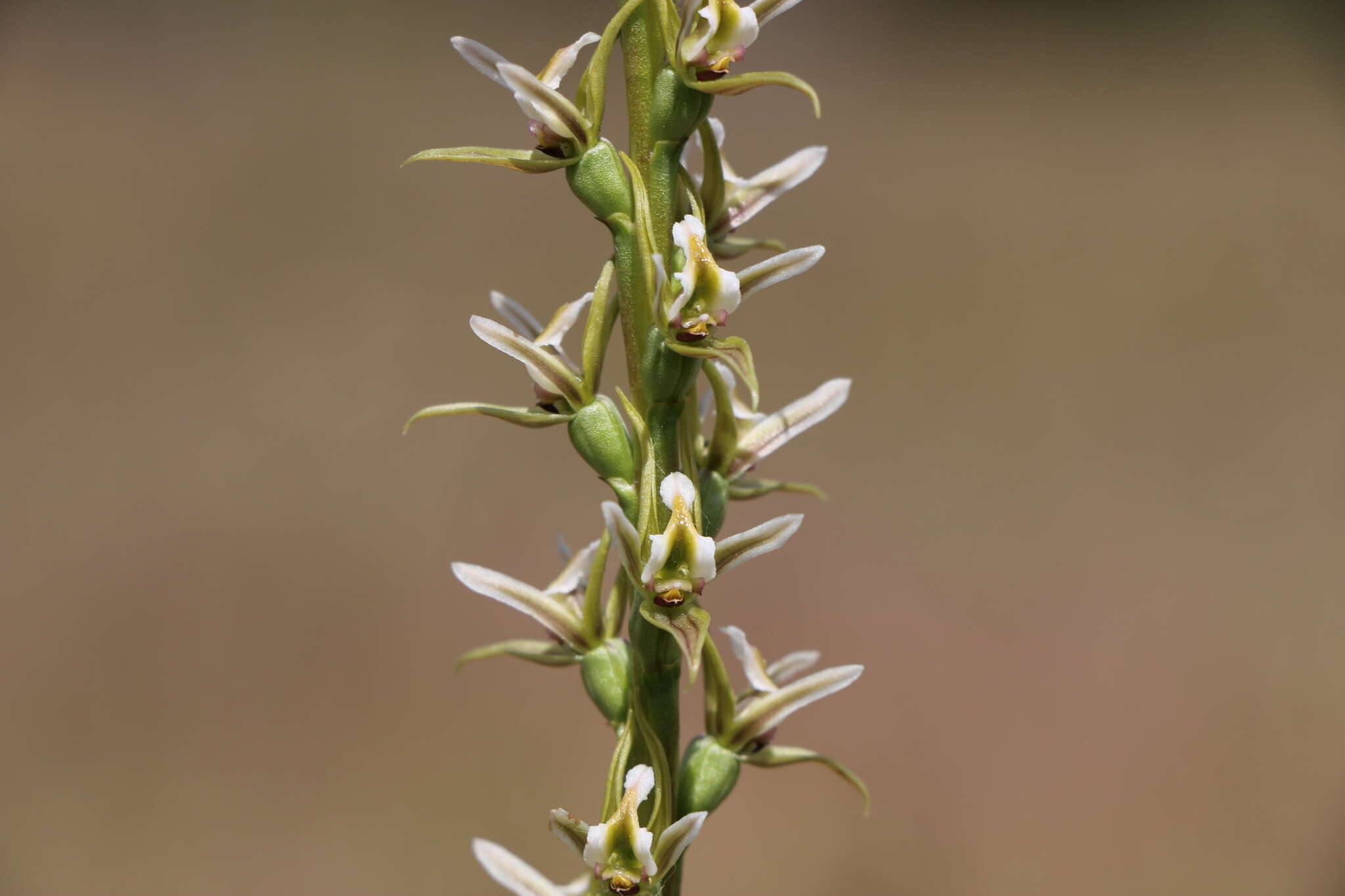 Imagem de Prasophyllum hygrophilum D. L. Jones & D. T. Rouse