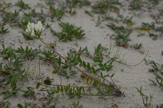 Plancia ëd Oxytropis sordida