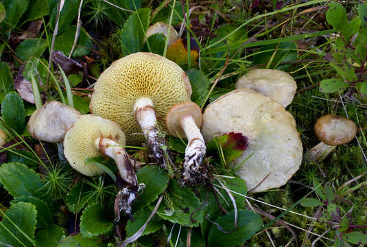 Image of Suillus flavidus (Fr.) J. Presl 1846