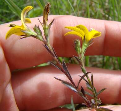 Image of Monopsis lutea (L.) Urb.