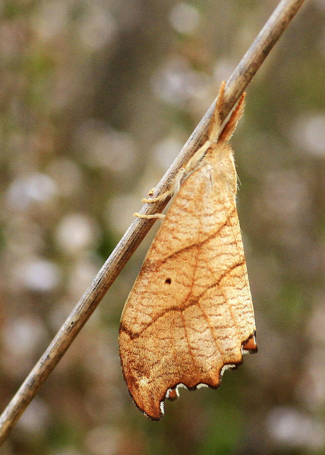 Image of scalloped hook-tip