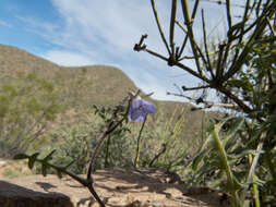 صورة Pholistoma auritum var. arizonicum (M. E. Jones) Constance