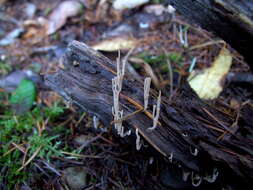 Image of Artomyces cristatus (Kauffman) Jülich 1982