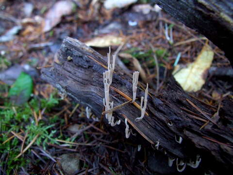 Image of Artomyces cristatus (Kauffman) Jülich 1982