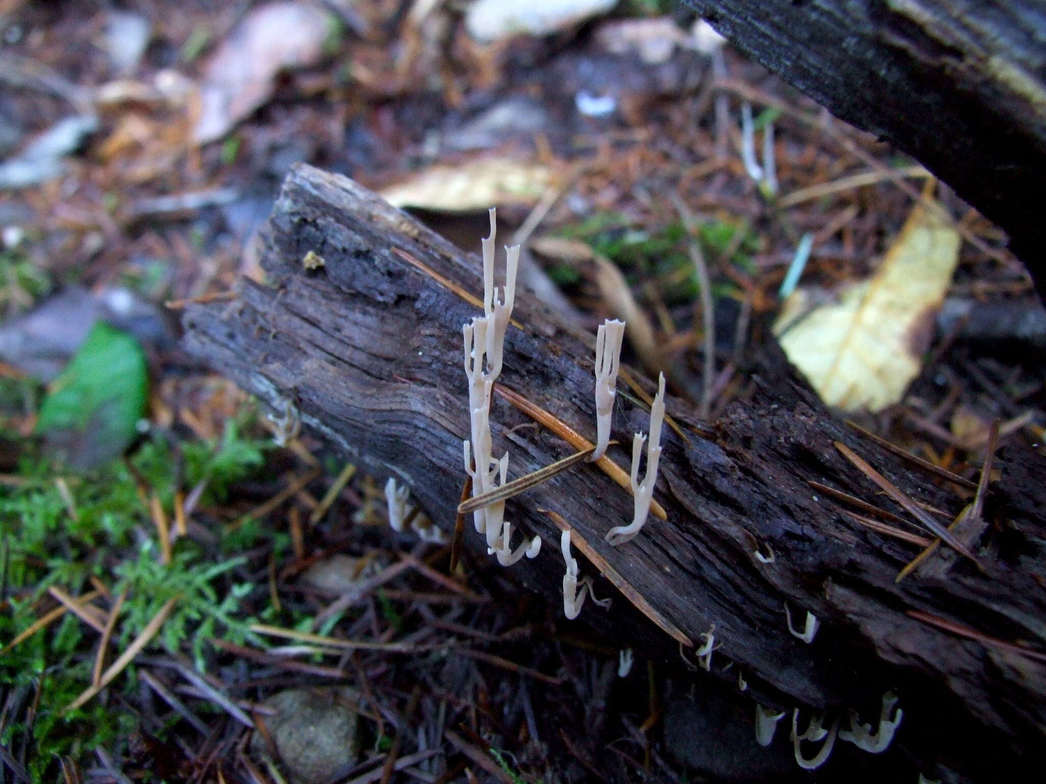 Image of Artomyces cristatus (Kauffman) Jülich 1982