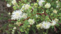 صورة Mimosa farinosa Griseb.