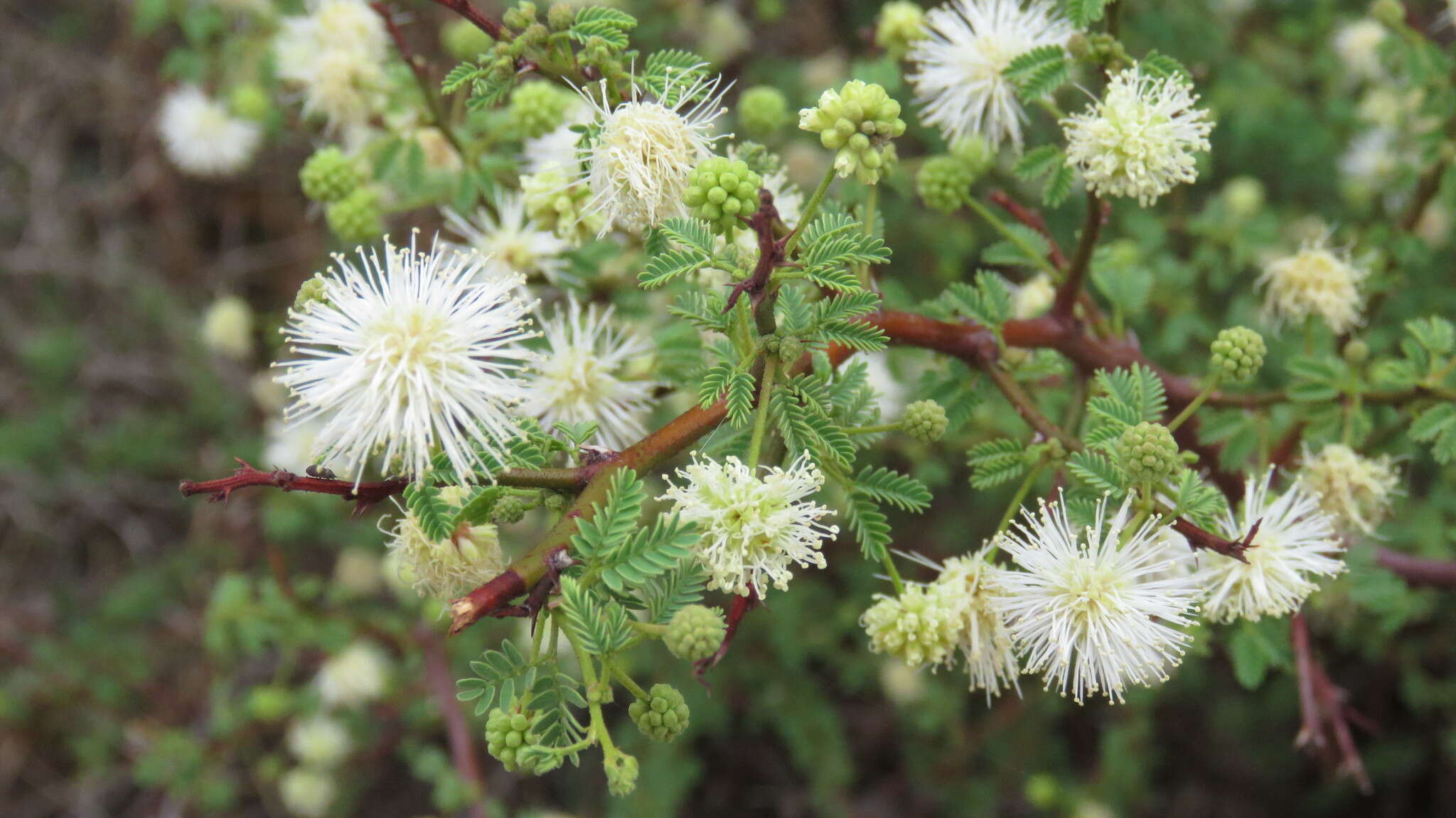 Image of Mimosa farinosa Griseb.