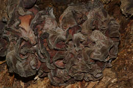 Imagem de Auricularia fuscosuccinea (Mont.) Henn. 1893