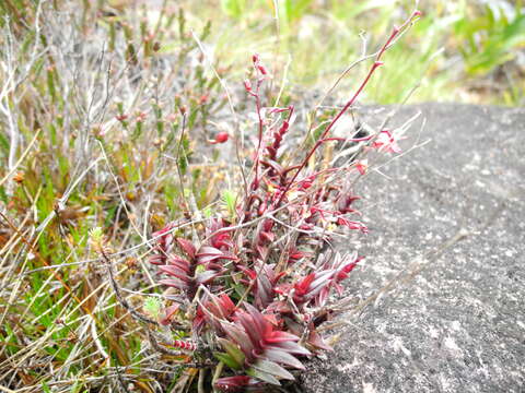 Image of Epidendrum violascens Ridl.