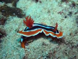 Image de Chromodoris magnifica (Quoy & Gaimard 1832)