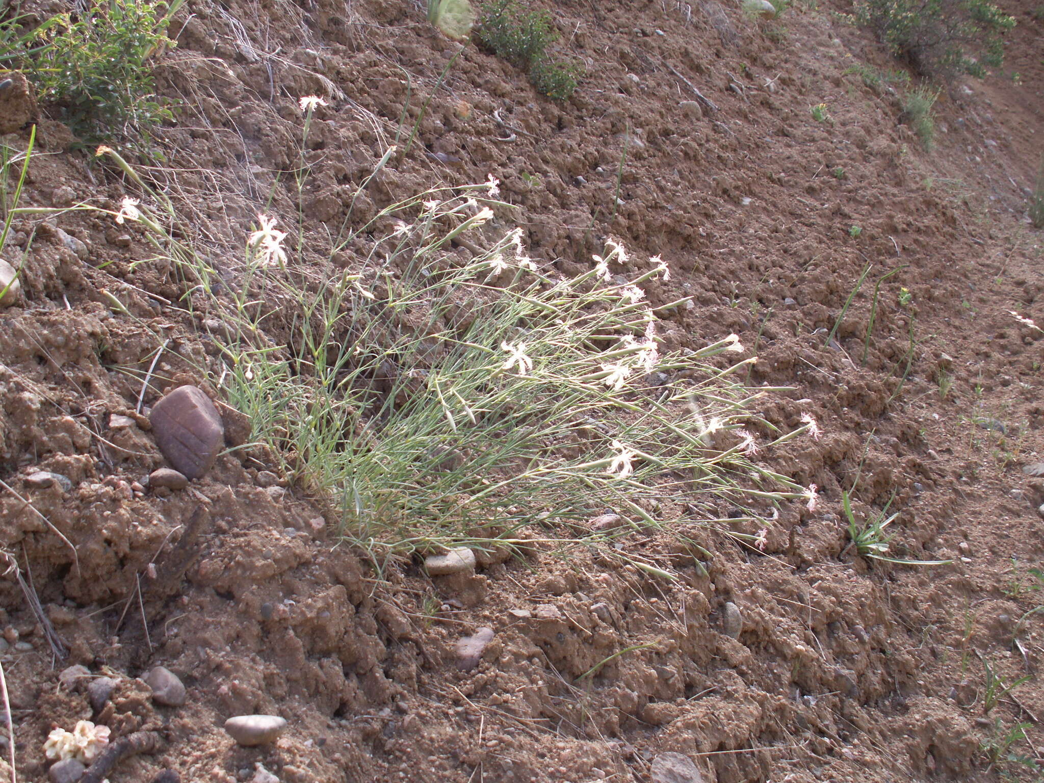 Image of Dianthus kuschakewiczii Regel & Schmalh.