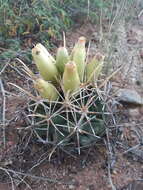 Image of Pima pineapple cactus