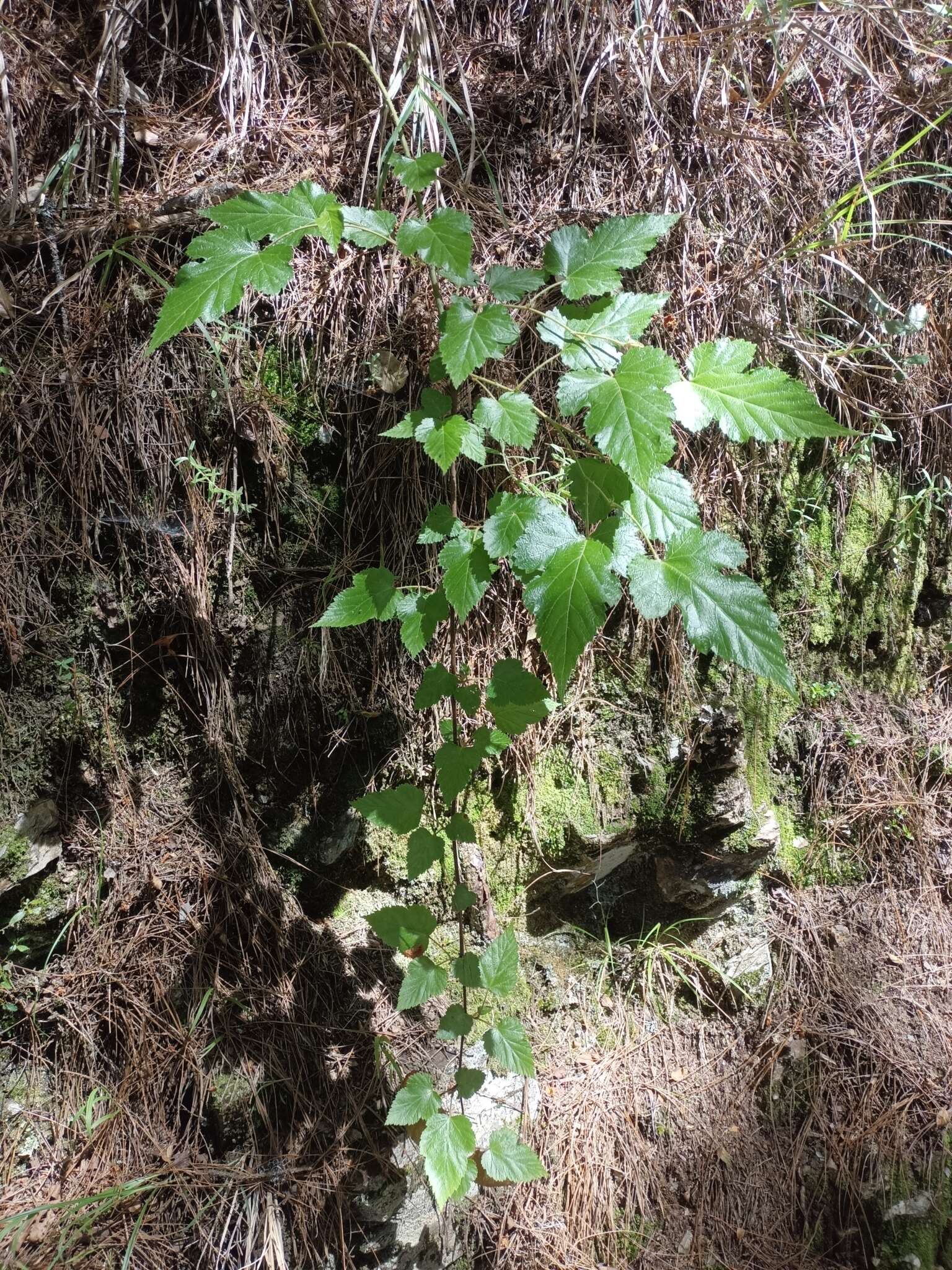 Sivun Rubus taitoensis Hayata kuva