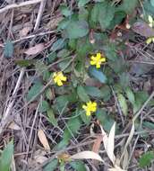 Hibbertia dentata R. Br. resmi