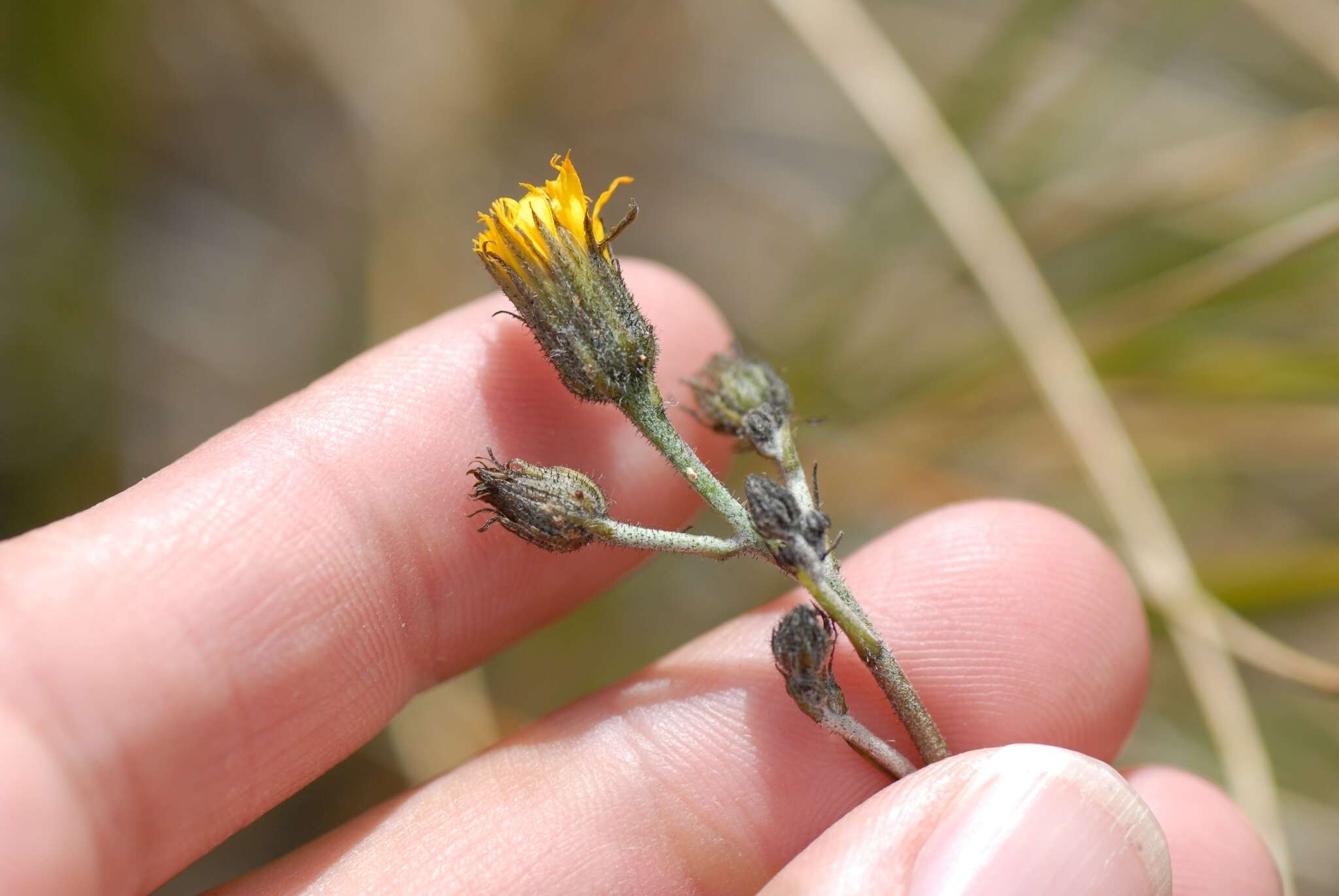 Image of Hieracium lepidulum (Stenstr.) Dahlst.