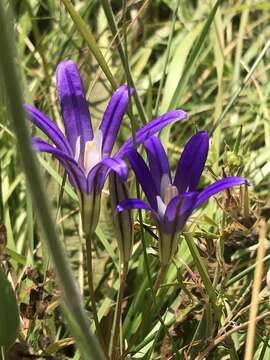 Sivun Brodiaea elegans subsp. hooveri Niehaus kuva