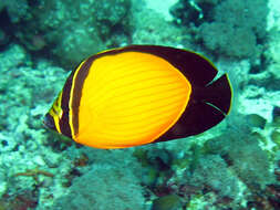 Chaetodon melapterus Guichenot 1863 resmi